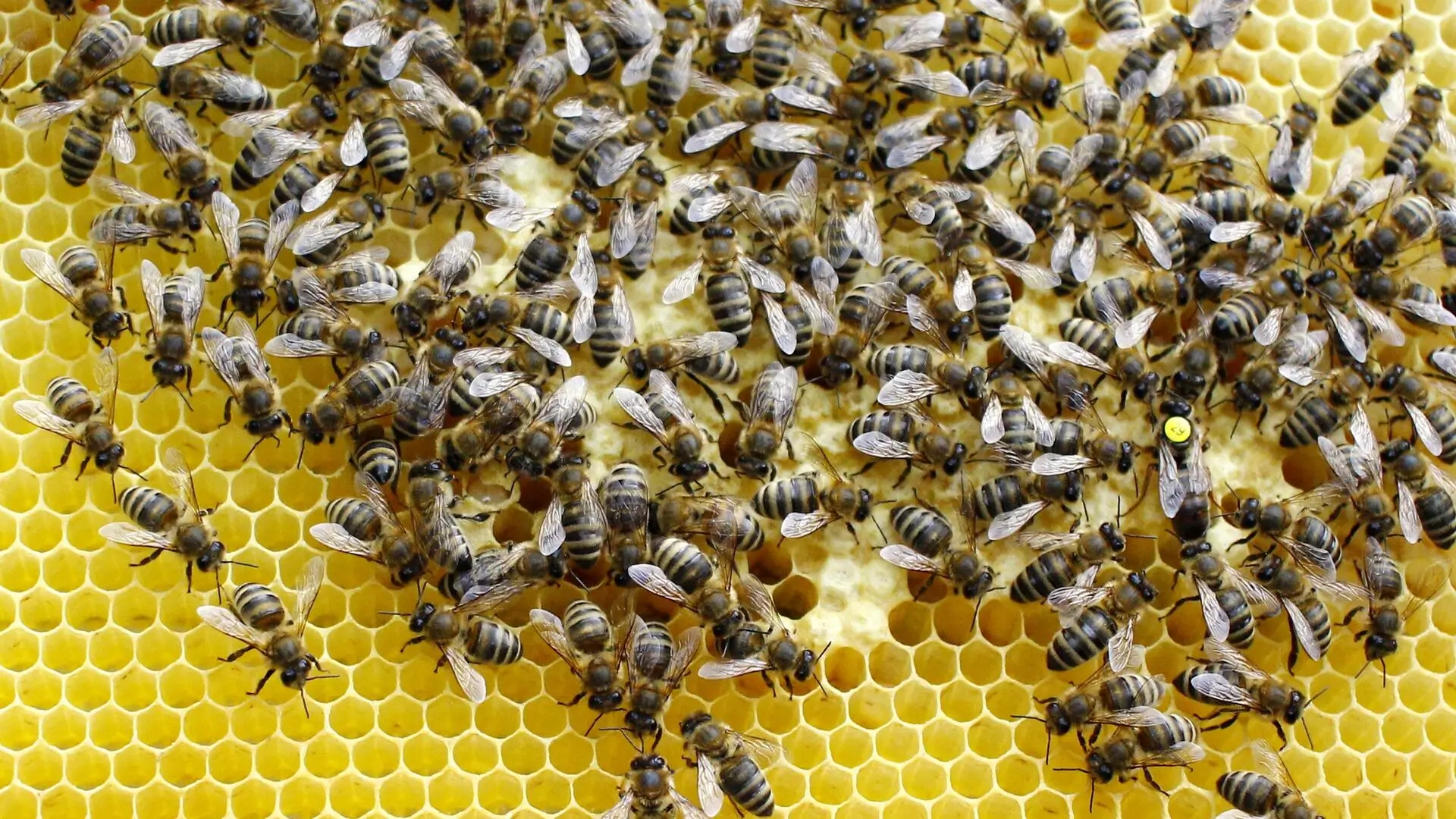 На СВО передали тонну меда