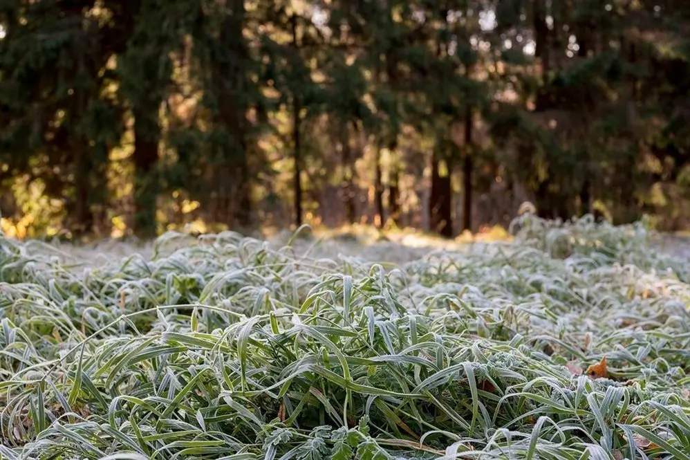 Первые заморозки пришли на Дон