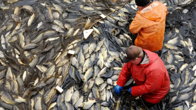 Донские учёные научились эффективно отделять медуз из общего улова рыбы