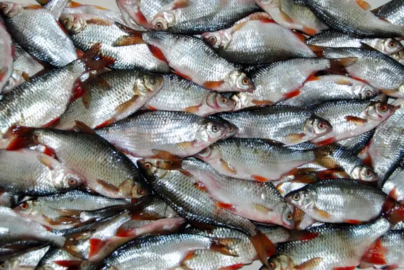 Вылов тарани и судака запретили в Азовском море