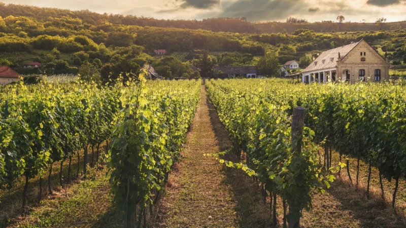 В Ростовской области активно развивается виноградорство