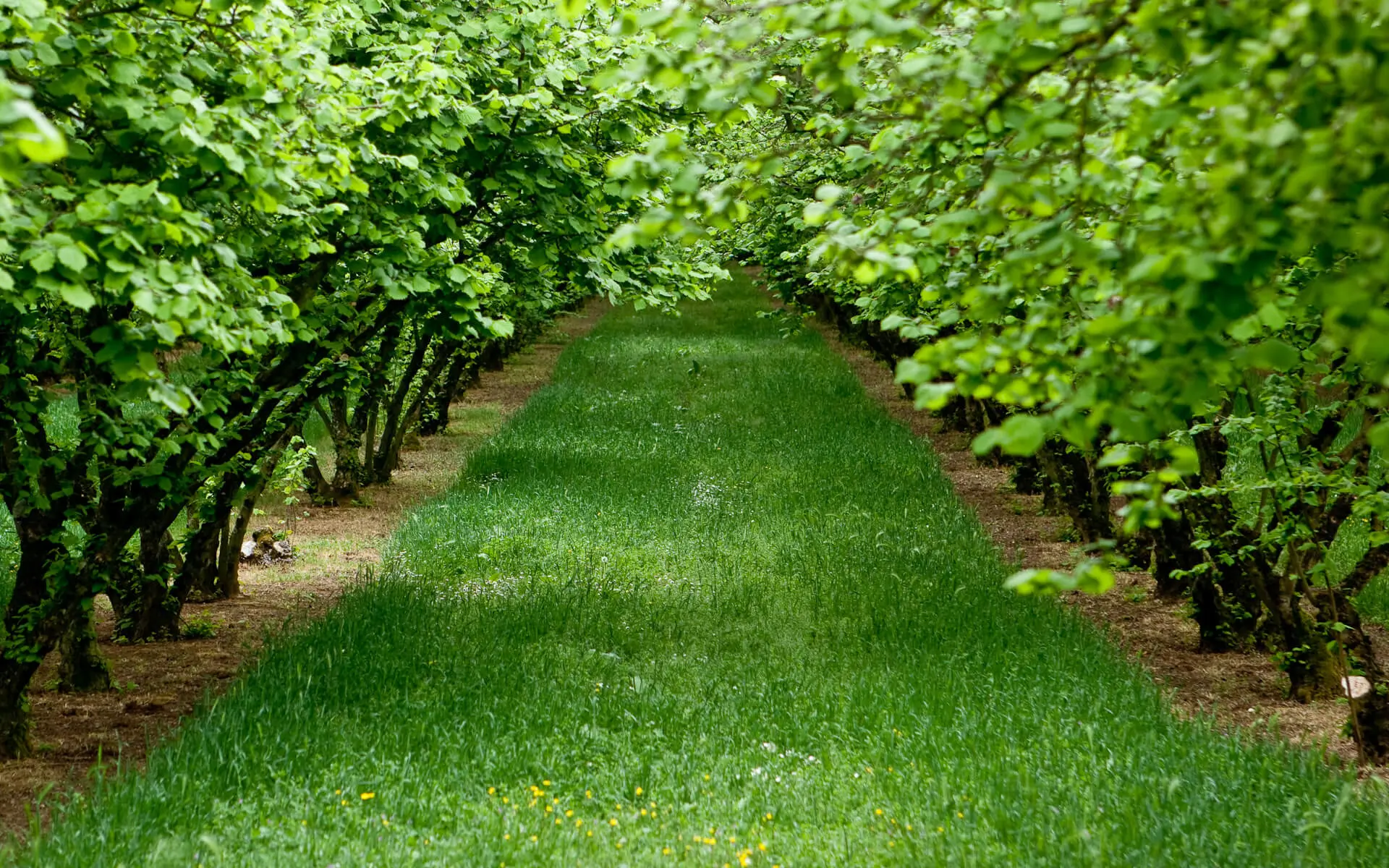 В Ростовской области заложат несколько десятков ореховых садов