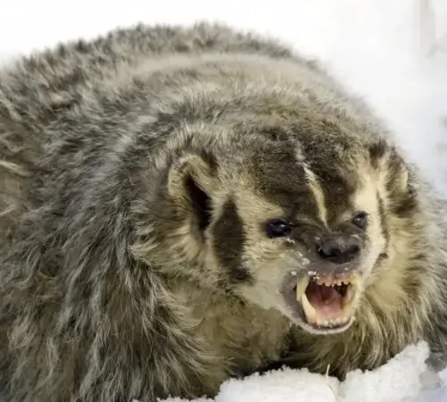 В Миллеровском районе обнаружили бешеного барсука