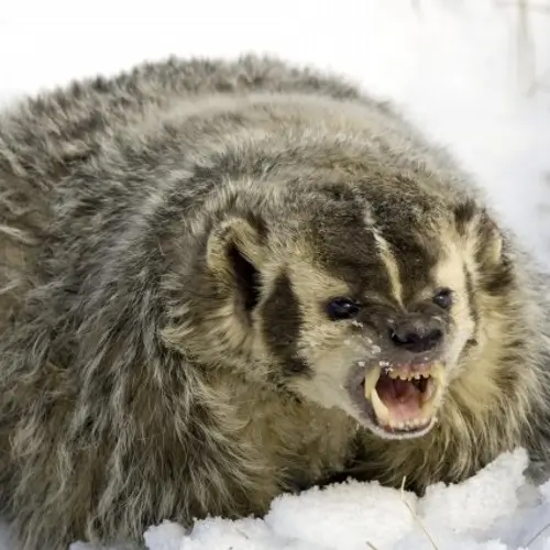 В Миллеровском районе обнаружили бешеного барсука