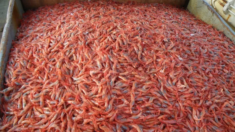 В Азовском море теперь можно будет вылавливать больше креветок