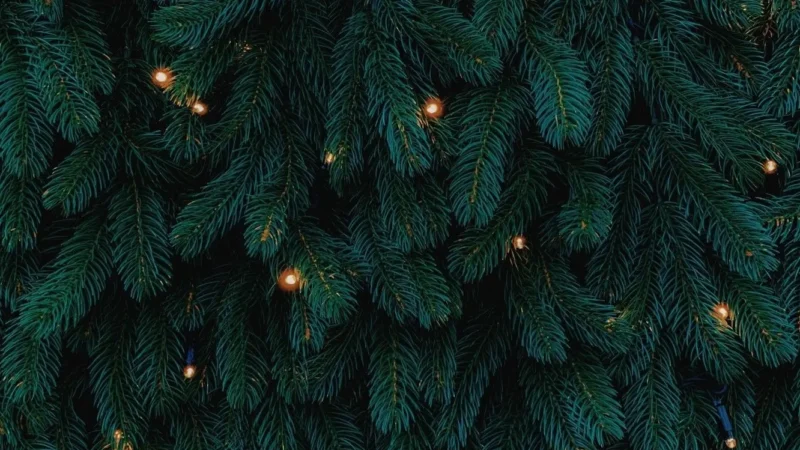 Ростовчане, подарим ёлкам вторую жизнь: акция по сбору новогодних деревьев стартовала!