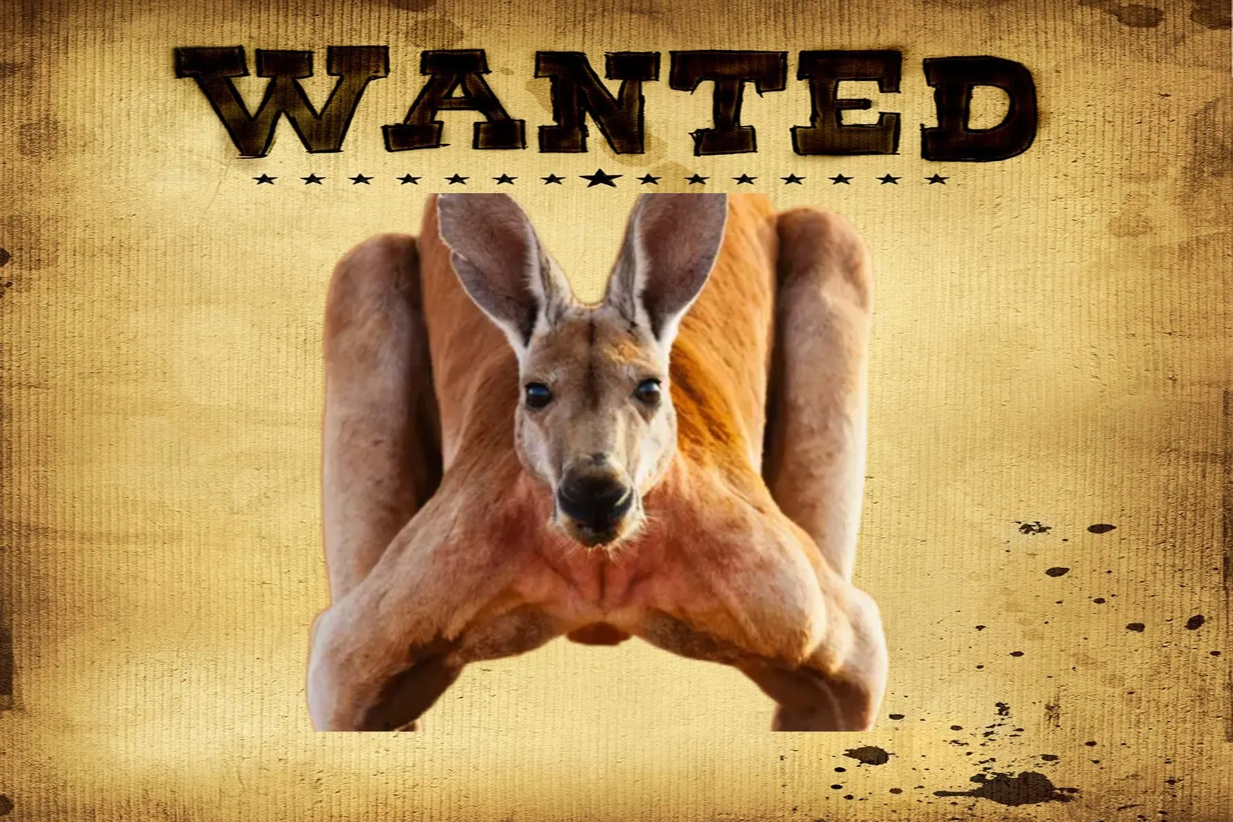 В Ростовской области разыскивают сбежавшего из парка кенгуру