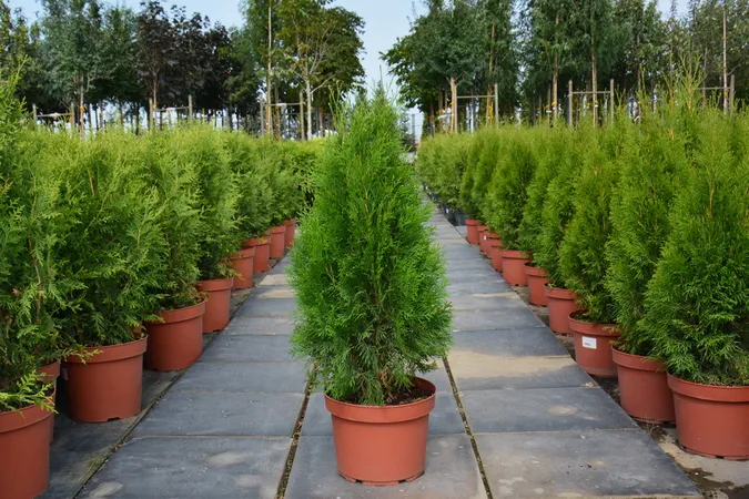 Как правильно выбрать тую в питомнике