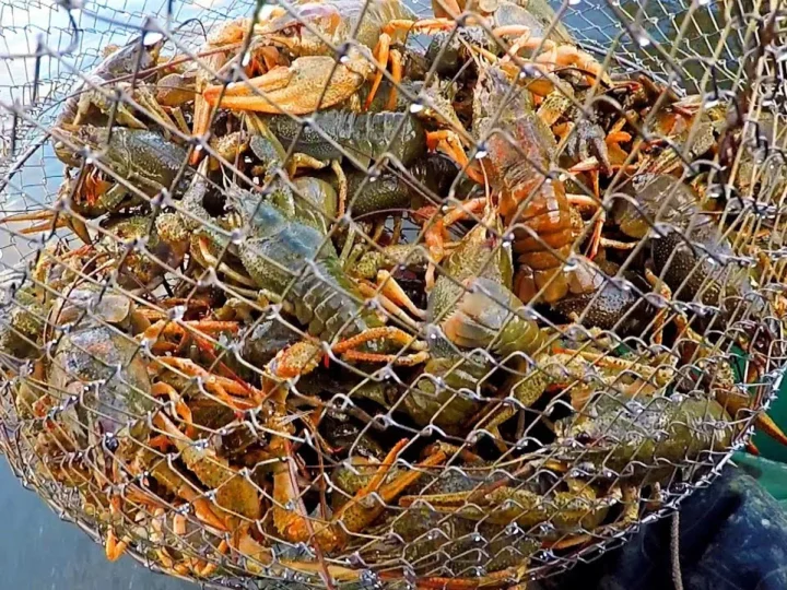 От мошенничества на 68 млн до спасения 9 тысяч раков: полиция Ростовской области раскрыла серию преступлений