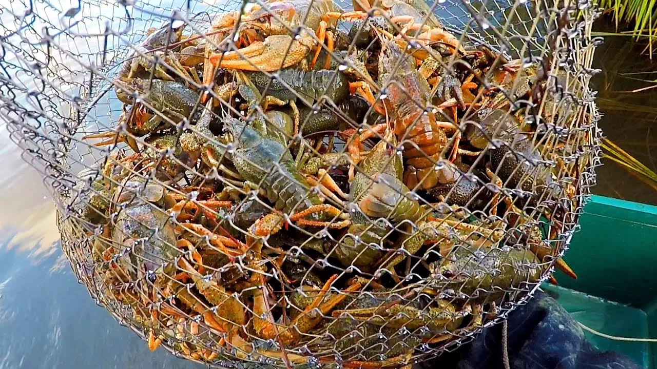 От мошенничества на 68 млн до спасения 9 тысяч раков: полиция Ростовской области раскрыла серию преступлений