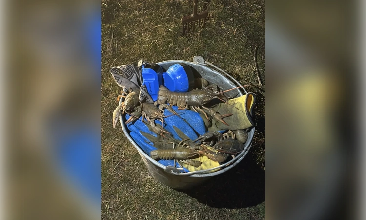 «Безопасные счета», акваланги и поддельные рецепты: как ростовские полицейские ловят мошенников, браконьеров и коррупционеров