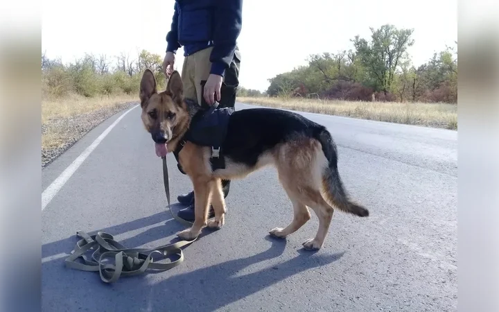«Выиграл машину? Переведи 630 тысяч!»: как полиция ловит воров, убийц и браконьеров