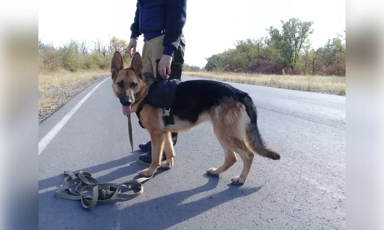 «Выиграл машину? Переведи 630 тысяч!»: как полиция ловит воров, убийц и браконьеров